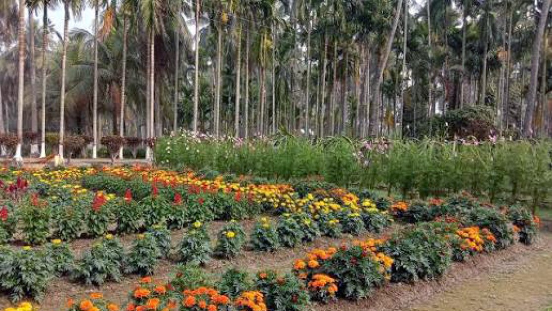 বরিশালের হর্টিকালচার সেন্টারে চারা উৎপাদন চাহিদার অর্ধেকেরও কম