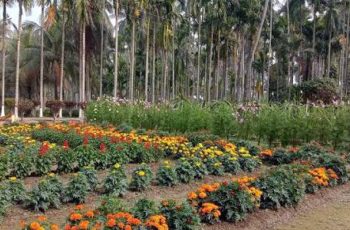 বরিশালের হর্টিকালচার সেন্টারে চারা উৎপাদন চাহিদার অর্ধেকেরও কম