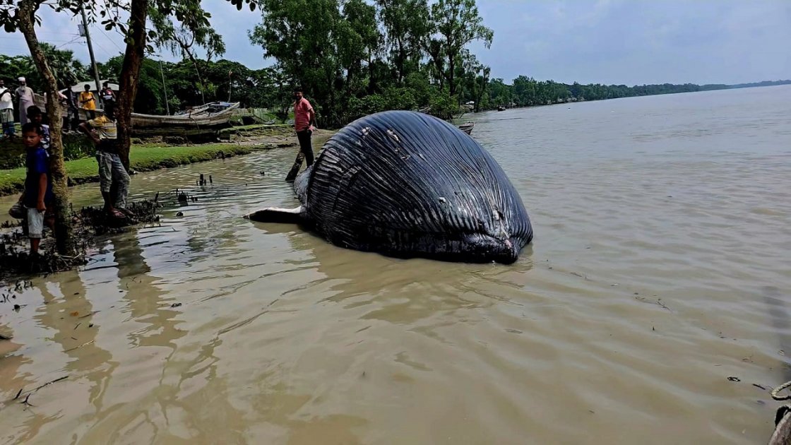বরগুনার নদীতে ভেসে এল ৩০ ফুট লম্বা মৃত তিমি
