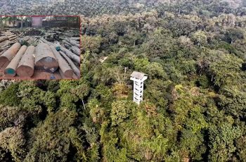 হবিগঞ্জের বনাঞ্চলে গাছ চুরির অভিযোগ, ৬২ জনের বিরুদ্ধে মামলা
