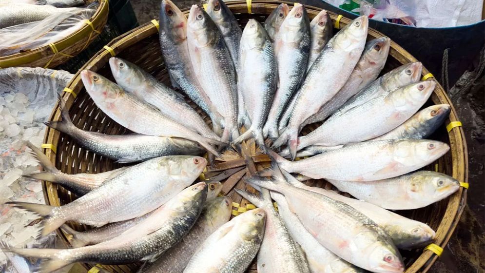 বাংলাদেশে প্রথমবারের মতো ভারত থেকে ইলিশ রফতানি