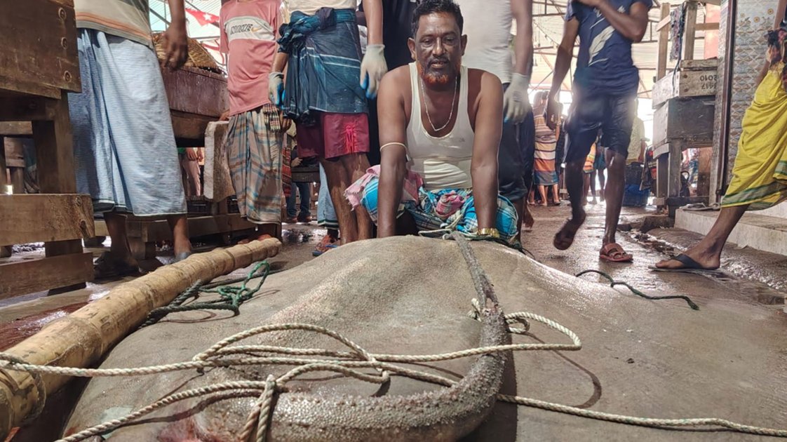 হাতিয়ায় ৭ মন ওজনের শাপলা পাতা মাছ ধরা পড়েছে