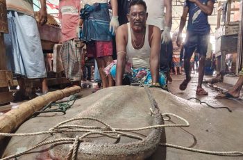 হাতিয়ায় ৭ মন ওজনের শাপলা পাতা মাছ ধরা পড়েছে