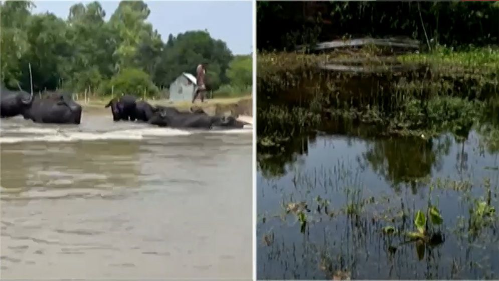 কুষ্টিয়া-চাঁপাইনবাবগঞ্জে বন্যার ক্ষতচিহ্ন বেরিয়ে আসছে
