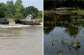 কুষ্টিয়া-চাঁপাইনবাবগঞ্জে বন্যার ক্ষতচিহ্ন বেরিয়ে আসছে