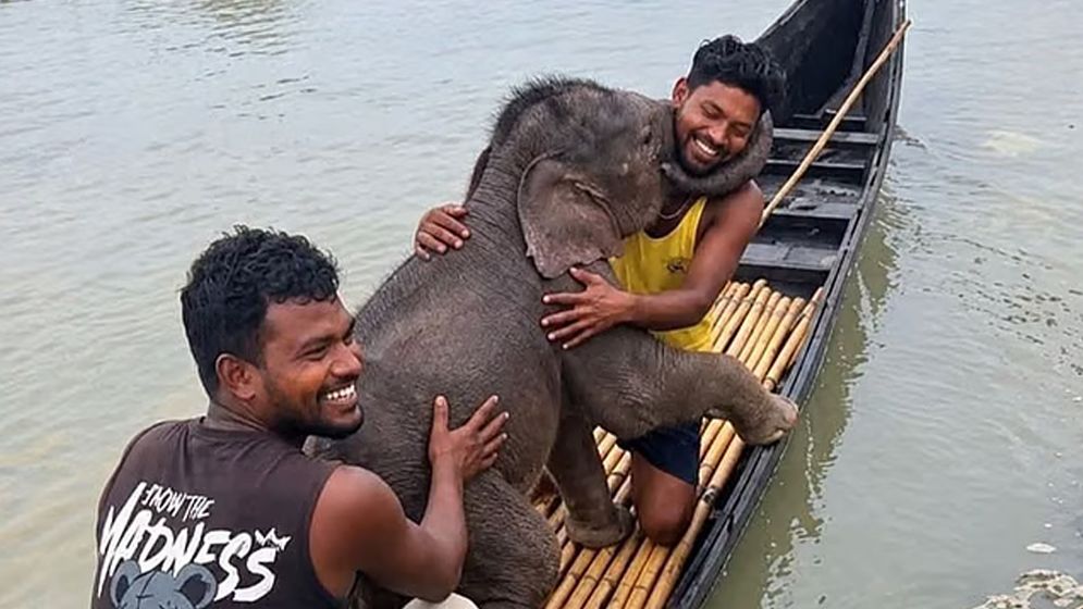 তিস্তা নদীতে উদ্ধার হওয়া হাতির শাবক ফিরে পেল মায়ের কাছে