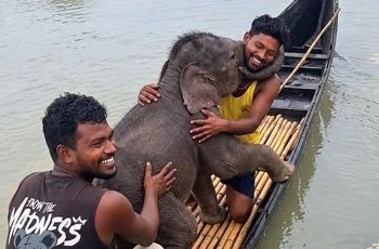 তিস্তা নদীতে উদ্ধার হওয়া হাতির শাবক ফিরে পেল মায়ের কাছে