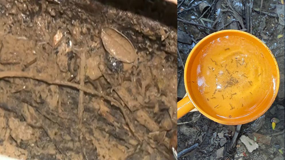 ডিএসসিসির অভিযানে এডিস মশার লার্ভা, প্রশাসক হুঁশিয়ারি