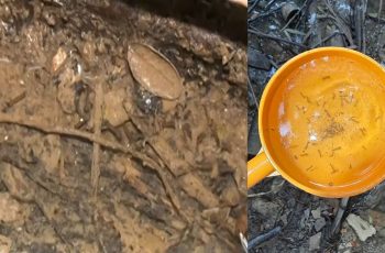 ডিএসসিসির অভিযানে এডিস মশার লার্ভা, প্রশাসক হুঁশিয়ারি