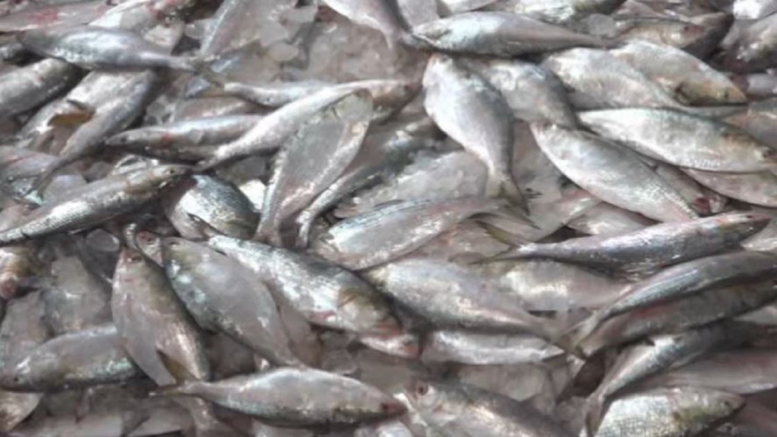 ভারত থেকে বাংলাদেশে ইলিশ আমদানি বন্ধ