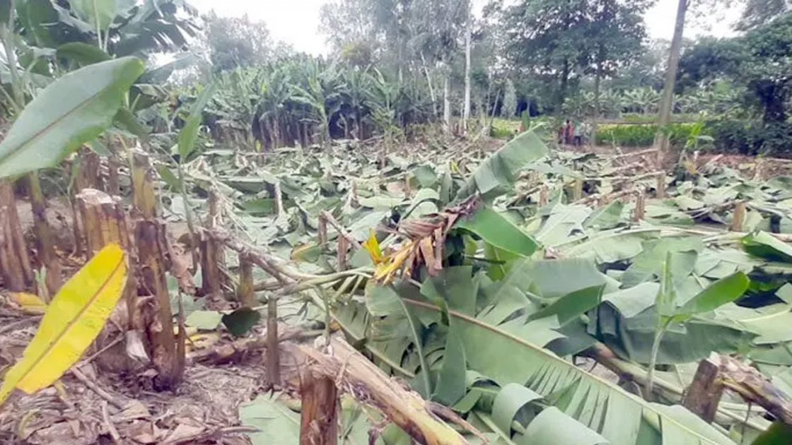 জয়পুরহাটে কৃষকের ৭০০ কলা গাছ কেটে দিল দুর্বৃত্তরা