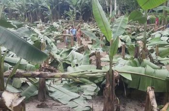 জয়পুরহাটে কৃষকের ৭০০ কলাগাছ কেটে দিলো দুর্বৃত্তরা