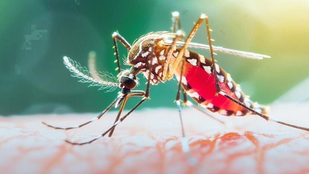 ডেঙ্গুতে ২৪ ঘণ্টায় ২ জনের মৃত্যু, হাসপাতালে ৯৫৫