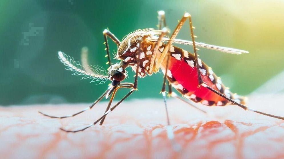 ২৪ ঘণ্টায় ডেঙ্গুতে ৬ জনের মৃত্যু, ভর্তি ২১৫৮