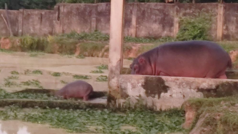 গাজীপুর সাফারি পার্কে জলহস্তী পরিবারে নতুন শাবক যুক্ত