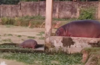গাজীপুর সাফারি পার্কে জলহস্তী পরিবারে নতুন শাবক যুক্ত