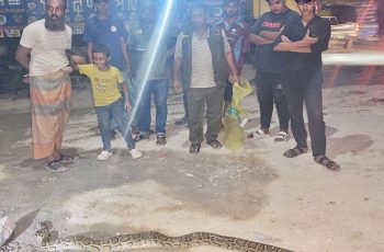 গাজীপুরে ৯ ফুট লম্বা অজগর সাপ উদ্ধার