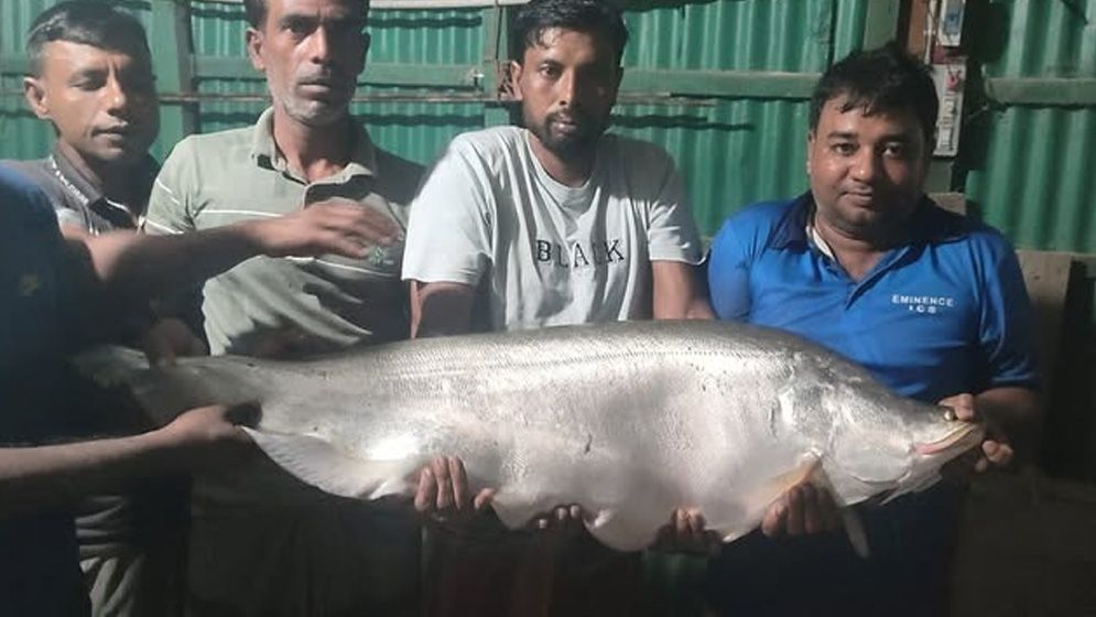 নাটোরে ধরা পড়ল ১৪ কেজির বিশাল চিতল মাছ