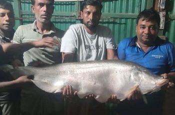 নাটোরে ধরা পড়ল ১৪ কেজির বিশাল চিতল মাছ