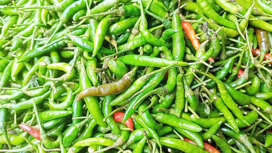 বগুড়ায় মরিচের চাষ বেড়েছে, চাহিদা বাড়ছে