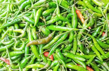 বগুড়ায় মরিচের চাষ বেড়েছে, চাহিদা বাড়ছে