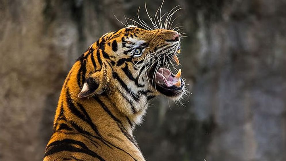 যুক্তরাজ্যে বাঘের খাঁচায় ঢুকে এক ব্যক্তির মৃত্যু