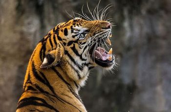 যুক্তরাজ্যে বাঘের খাঁচায় ঢুকে এক ব্যক্তির মৃত্যু