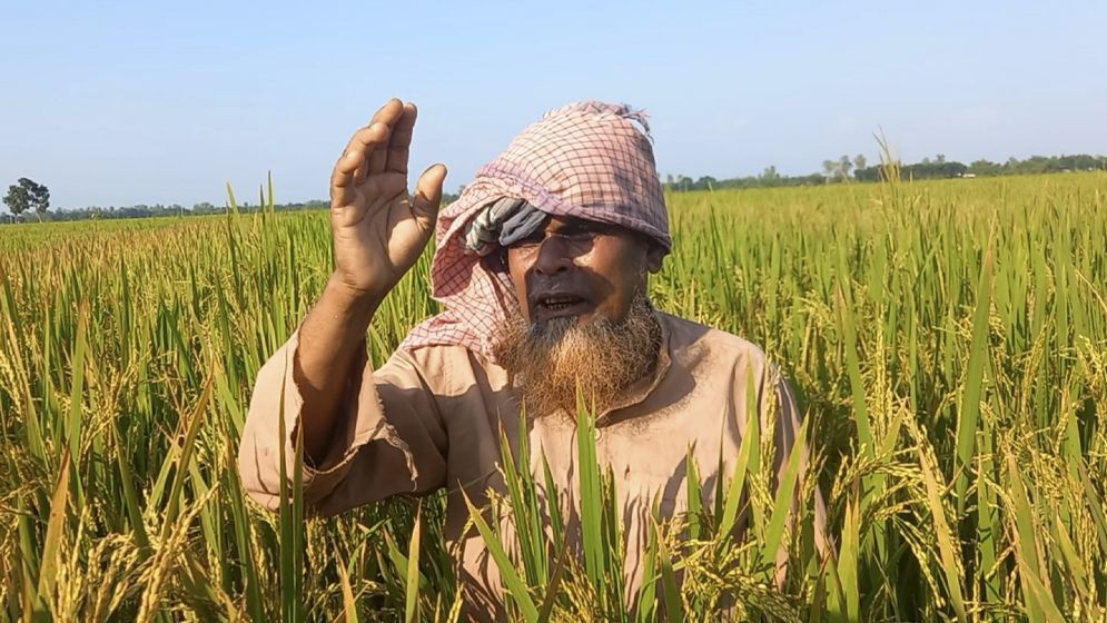 তেঁতুলিয়ায় জমি নিয়ে বিরোধে আগাছানাশক প্রয়োগে ধান নষ্টের অভিযোগ