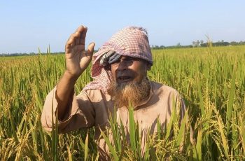 তেঁতুলিয়ায় জমি নিয়ে বিরোধে আগাছানাশক প্রয়োগে ধান নষ্টের অভিযোগ