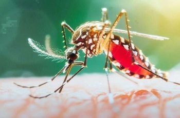 ডেঙ্গুতে ২৪ ঘণ্টায় ৭ জনের মৃত্যু, হাসপাতালে ভর্তি ১ হাজার ৮৭২
