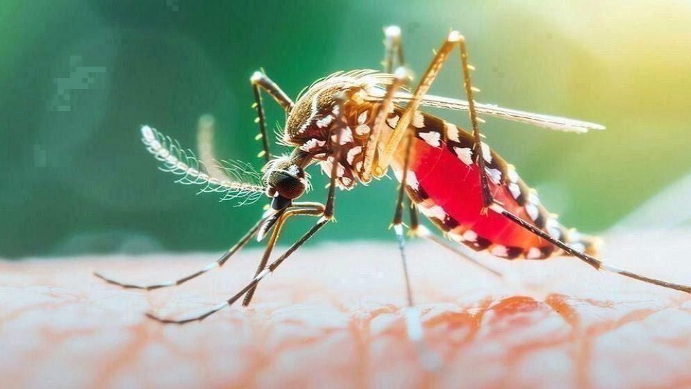 ডেঙ্গুতে ২৪ ঘণ্টায় ৭ জনের মৃত্যু, ভর্তি ১ হাজার ৩৭৩