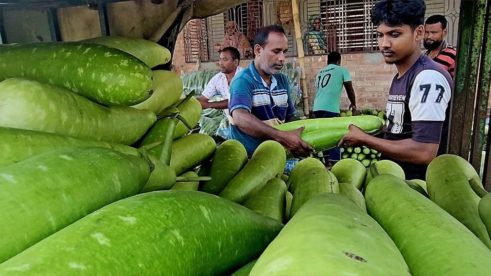 পঞ্চগড়ে এক টাকায় বিক্রি হচ্ছে ৪ পিস লাউ, কৃষকরা হতাশ