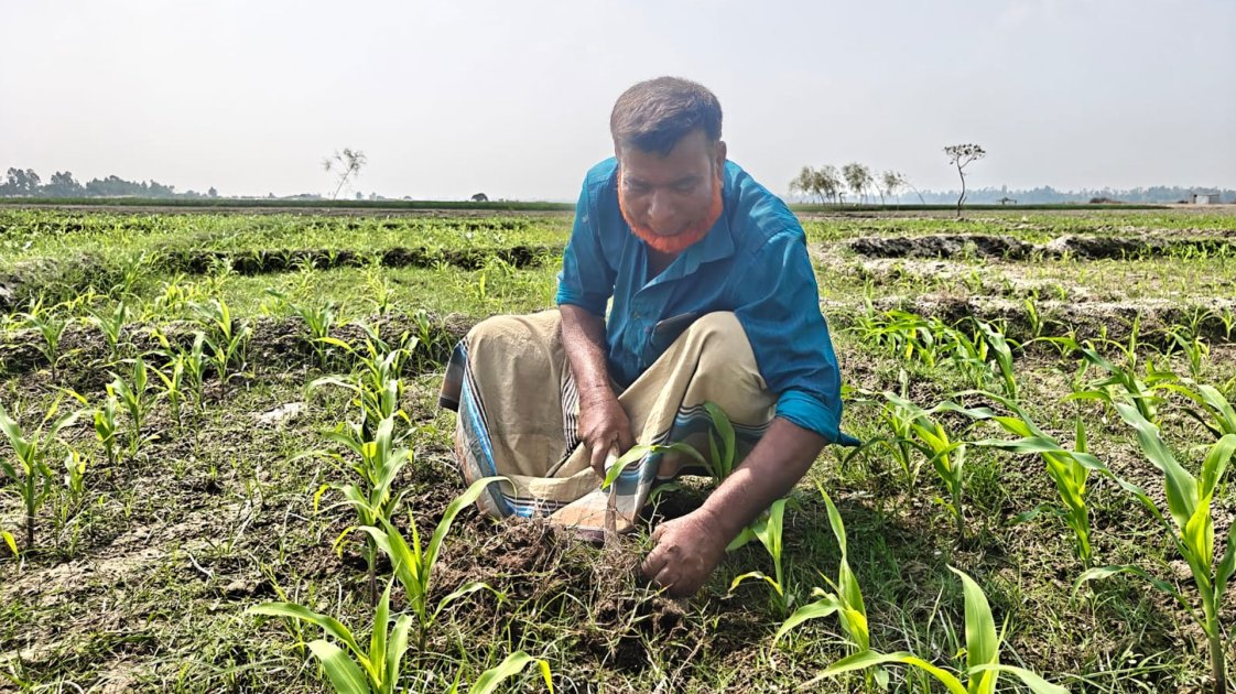 গাইবান্ধার চরাঞ্চলে ভুট্টা চাষে সার সংকটের চরম হতাশা