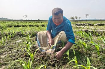 গাইবান্ধার চরাঞ্চলে ভুট্টা চাষে সার সংকটের চরম হতাশা