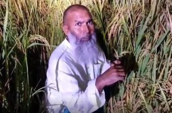 গাইবান্ধায় ধানখেতে আত্মগোপনে থাকা আ.লীগ নেতা গ্রেপ্তার