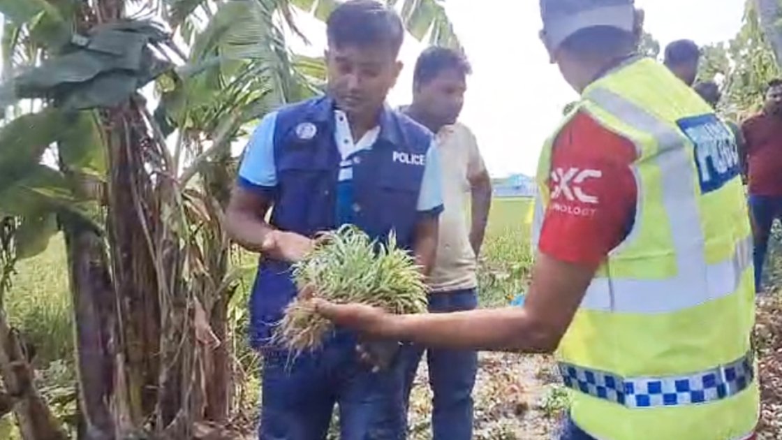 পটুয়াখালীতে লাল শাকের খেত থেকে গাঁজা গাছ উদ্ধার, দুই চাষি আটক